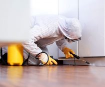 Does Frequent Cleaning Help to Keep Pests Out of Your Home?