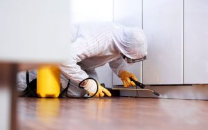 Does Frequent Cleaning Help to Keep Pests Out of Your Home?