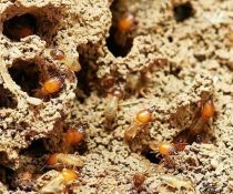 How Often Should Your Home's General Pest Control in Davao Be Conduct?