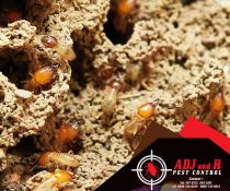 Termites/anay may really…