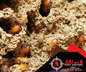 p72 - ADJ and R Pest Control Services in Davao City