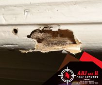 Do you have termites or anay problems?