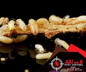 p77 2 - ADJ and R Pest Control Services in Davao City