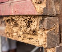 How to choose the best termite control company for your house