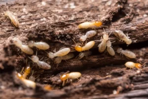 Why worry about termites?