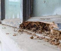 Why termite control is worth the money