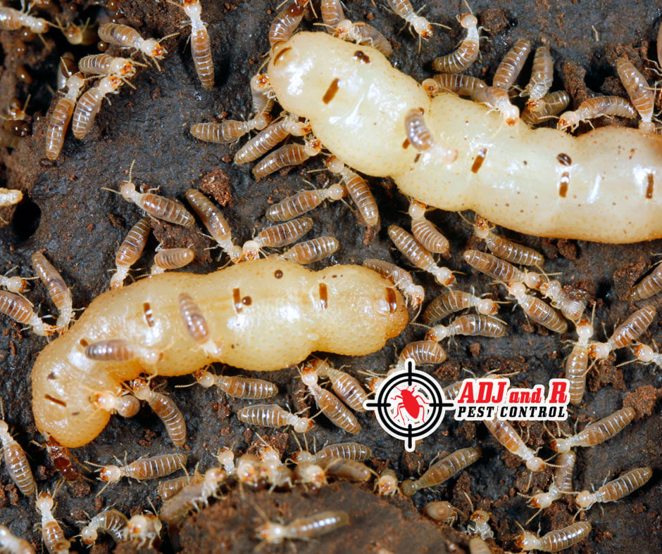 Best Pest Control in Davao City