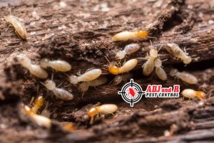 termites 1 - ADJ and R Pest Control Services in Davao City