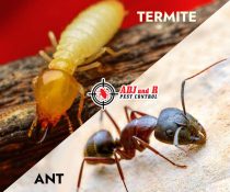 Best Pest cOntrol in Davao City