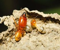 Harmful Diseases You Will Get from Termites and Other Pests