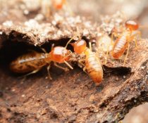 Termites and the Threat They Pose to Your Home and Health