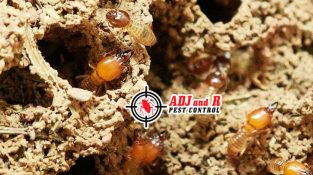 A single termite colony…