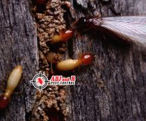 Finding termite entry points…
