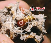 p113 1 - ADJ and R Pest Control Services in Davao City