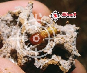p113 - ADJ and R Pest Control Services in Davao City