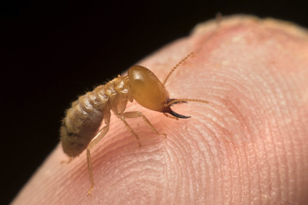 Can Termites Have an Effect on Your Health?
