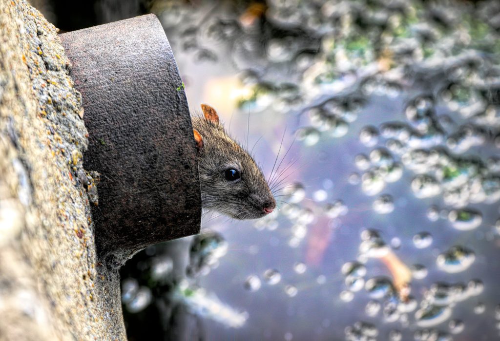 Rodents May Carry a Variety of Diseases