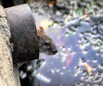 Rodents May Carry a Variety of Diseases