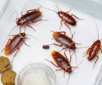 Cockroaches Spread Disease to Humans in Mysterious Way