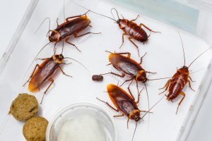 Cockroaches Spread Disease to Humans in Mysterious Way