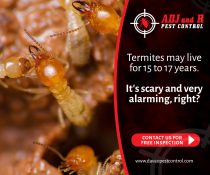 Termites may live for 15 to 17 years