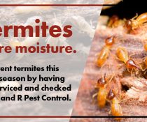 Termites, as we know, adore moisture…
