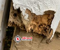 The best method to minimize interruption to your life is to have termite treatment