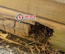 When it comes to termite protection, there are a variety of long-term repercussions