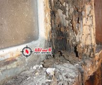 The good news is that getting a professional termite inspection from us is both straightforward and free