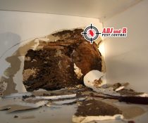 Options abound for your home’s termite treatment