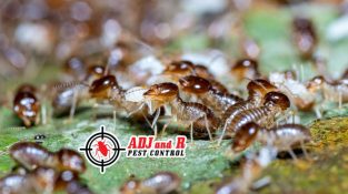 Termites are every homeowner’s worst nightmare!