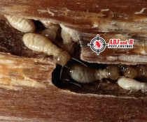 Do you know termite colonies eat non-stop, 24 hours a day!!