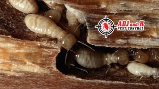 Do you know termite colonies eat non-stop, 24 hours a day!!