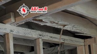 Don’t let termites/anay take control of your property!