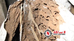 Are you aware that if all the termites congregated, the home would collapse?