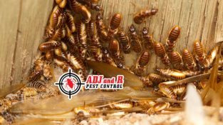 Termite extermination takes specialized expertise and is a task best left to experts.
