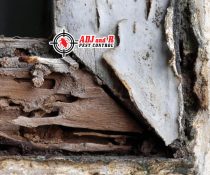 Termites are not just attracted to older wooden structures