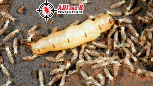 Each day, a termite queen may lay up to 30,000 eggs. This equates to 900,000 eggs every month!