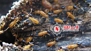 Every homeowner’s most significant fear is termites!