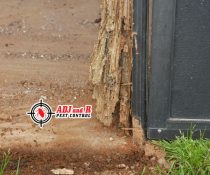Are you already fed up with termite infestation?