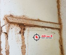 Termite Infestation during Rainy Season