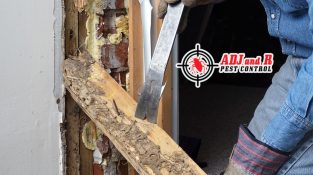 Termite Pest Control: Natural Ways To Get Rid Of Them