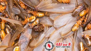 When it comes to termite growth, weather variables seem to be the most important factors.