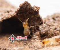 It’s advisable to contact a professional as soon as you suspect a termite infestation in your house.