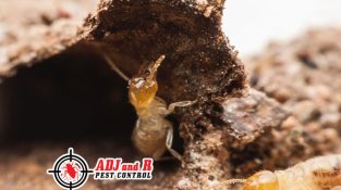 It’s advisable to contact a professional as soon as you suspect a termite infestation in your house.