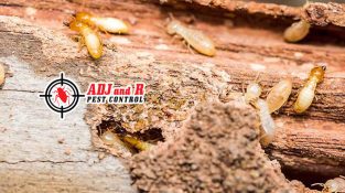 Does your house have termites and anay problems?