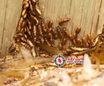 Spend less on termite repairs, and spend more on your home improvements.
