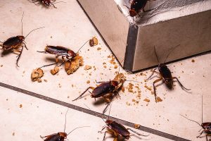 Cockroaches - ADJ and R Pest Control Services in Davao City