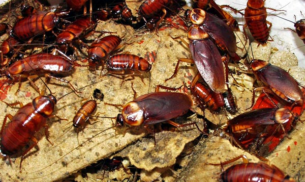 cockroaches 2 1 - ADJ and R Pest Control Services in Davao City