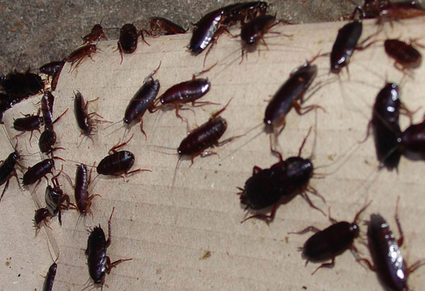 cockroaches 2 - ADJ and R Pest Control Services in Davao City